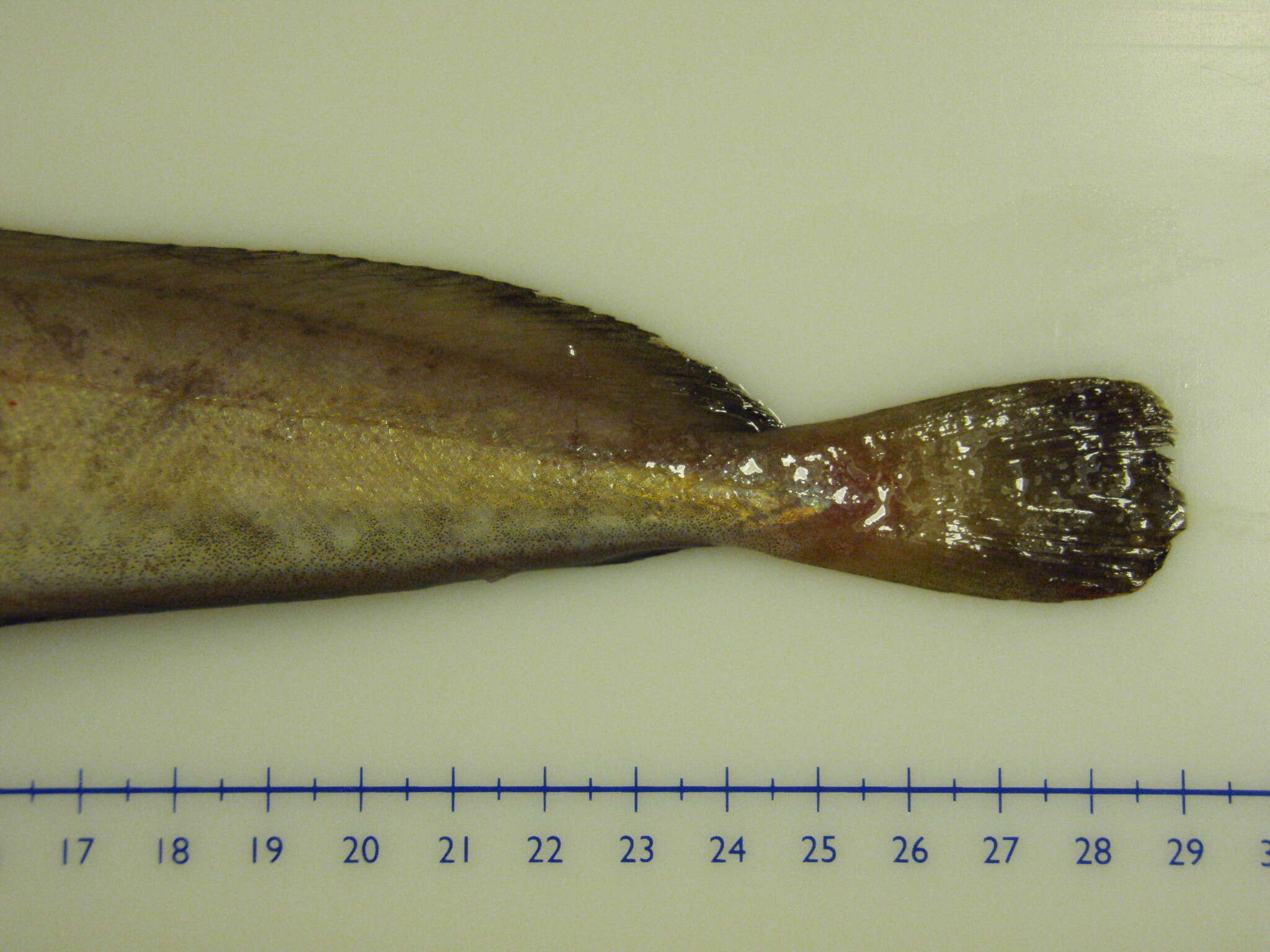 Image of White hake