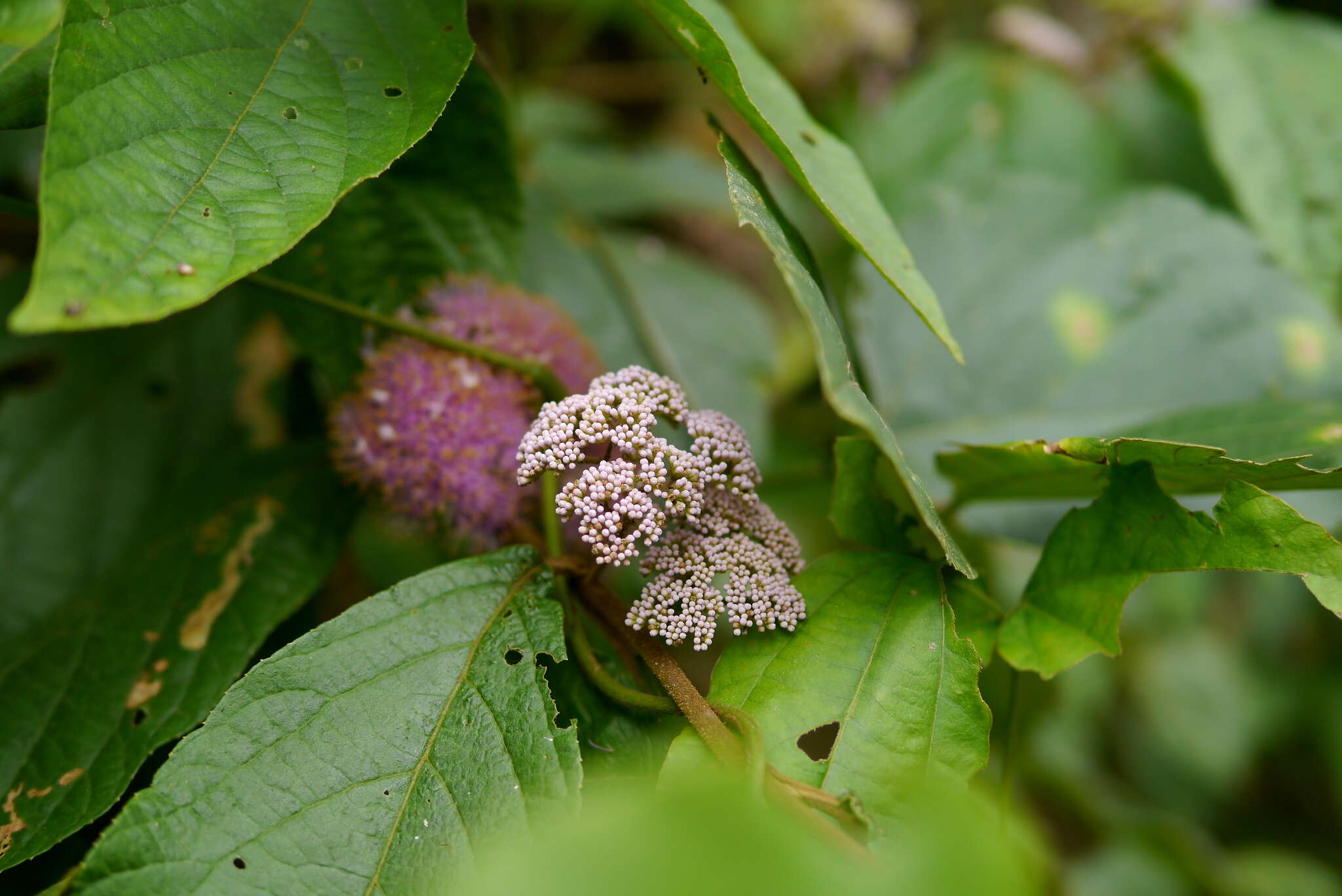 Image de Callicarpa pedunculata R. Br.