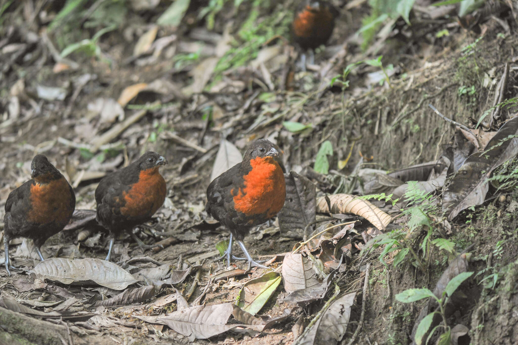 Image of Dark-backed Wood Quail