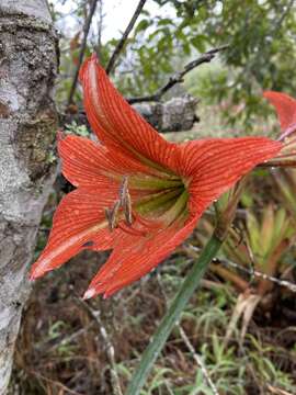 Image of Hippeastrum glaucescens (Mart. ex Schult. & Schult. fil.) Herb.