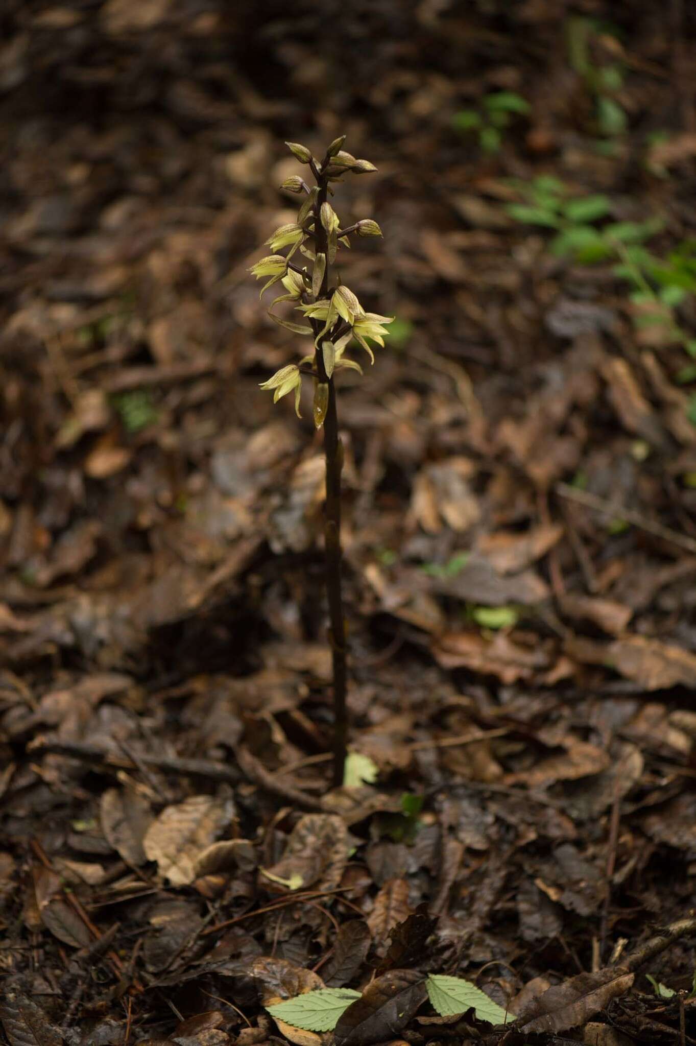 Image of Aphyllorchis alpina King & Pantl.