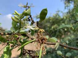 Image of Bauhinia rufescens Lam.