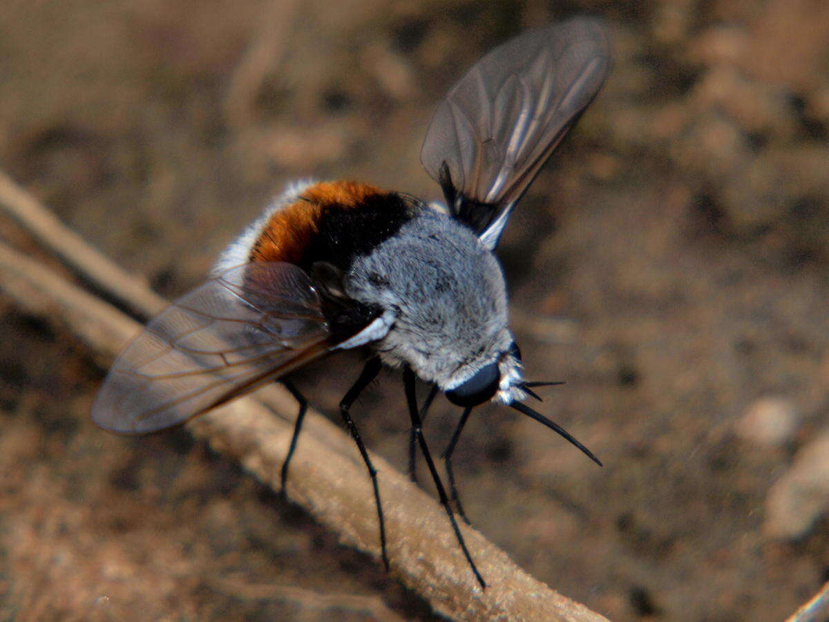 Image of Bomb Bombom