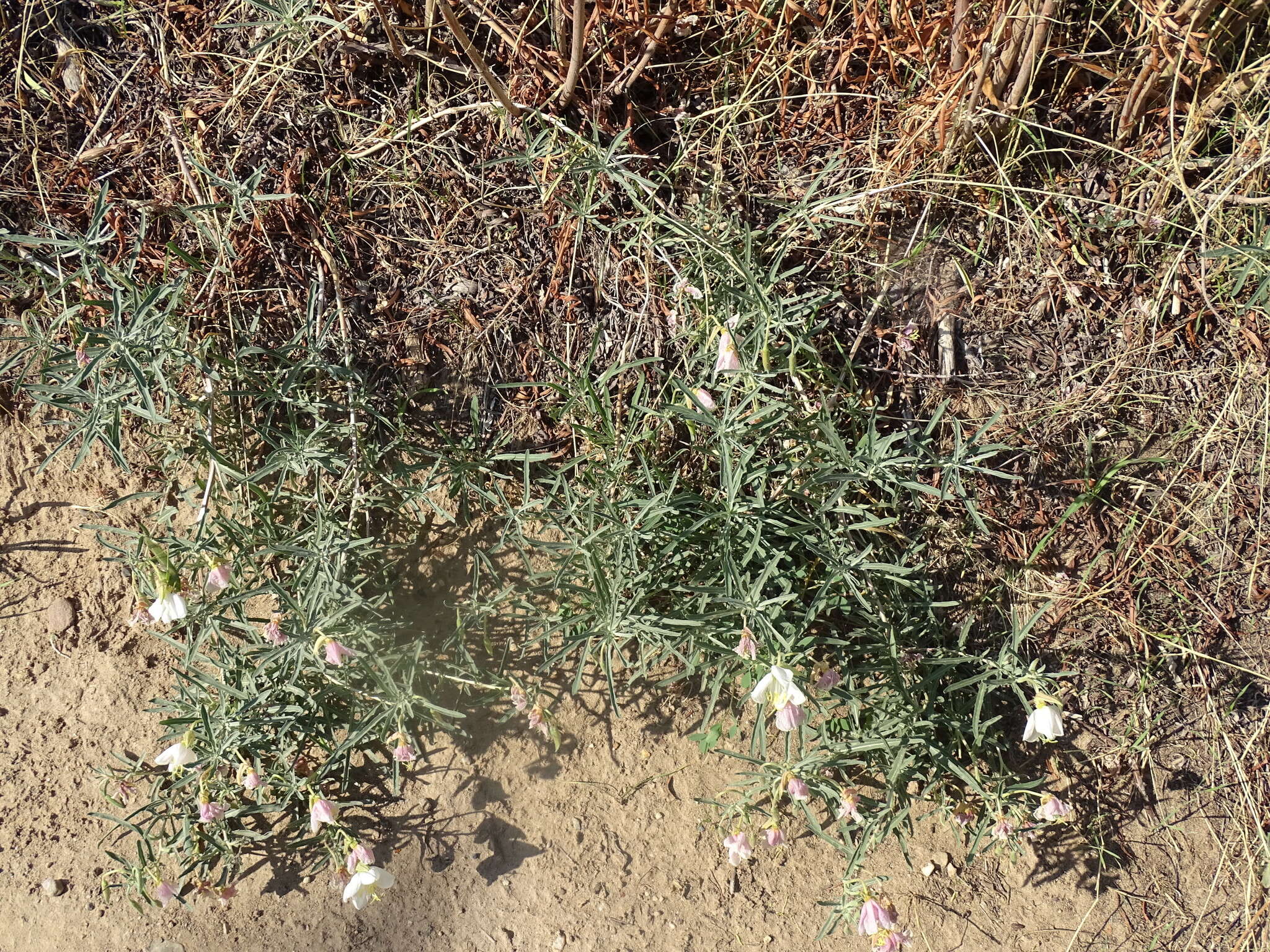 Image of pale evening primrose