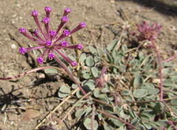 Image of Coville's dwarf sand verbena