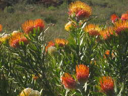 Image of Leucospermum erubescens Rourke