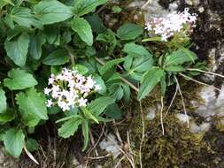 Image of <i>Valeriana tripteris</i>