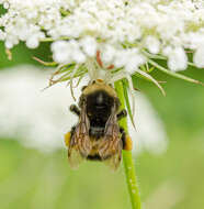 Image of Yellow-banded Bumblebee