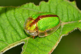 Слика од Physonota nitidicollis Boheman 1854