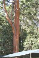 Image of gray gum