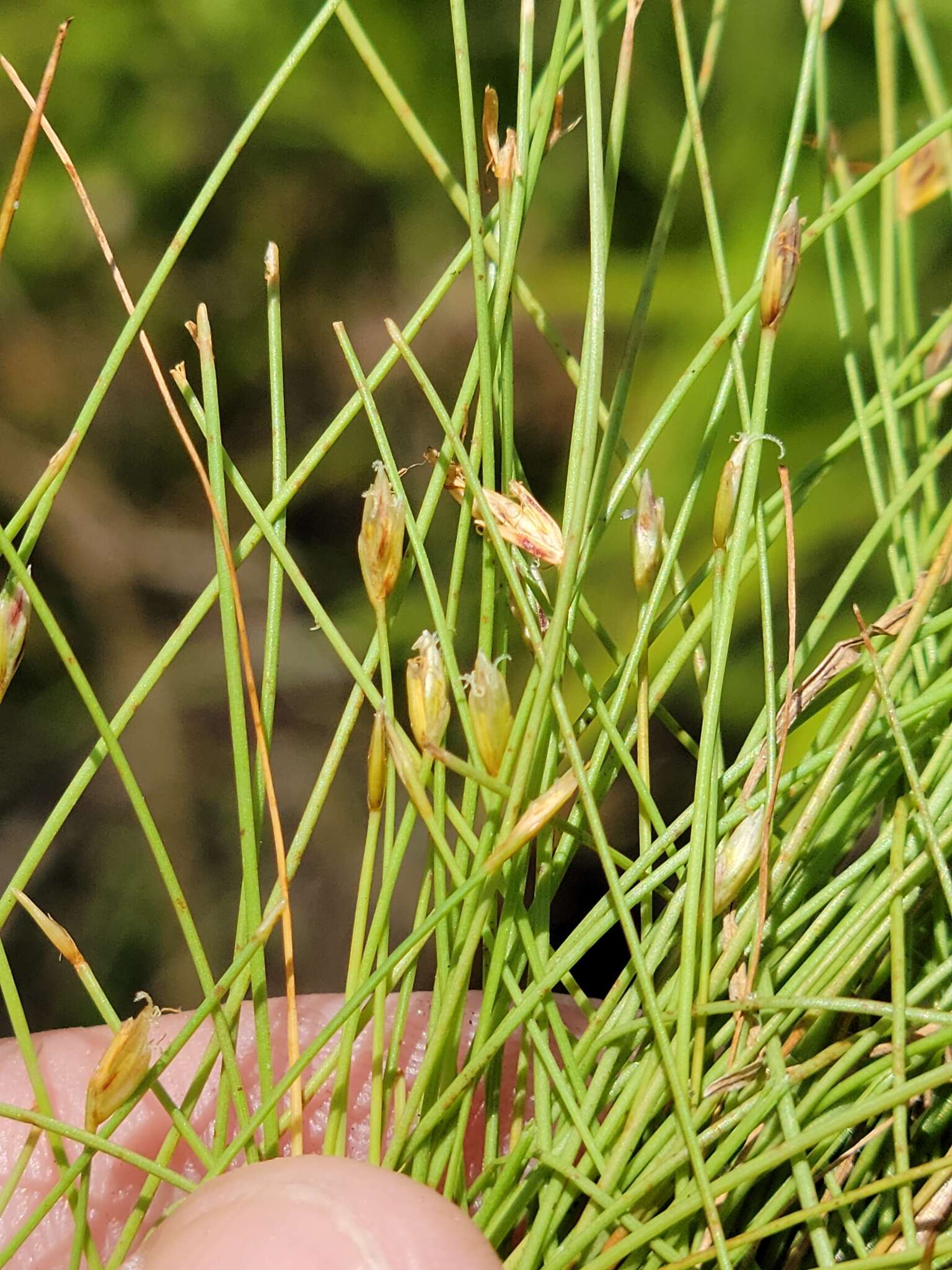 Eleocharis baldwinii (Torr.) Chapm.的圖片