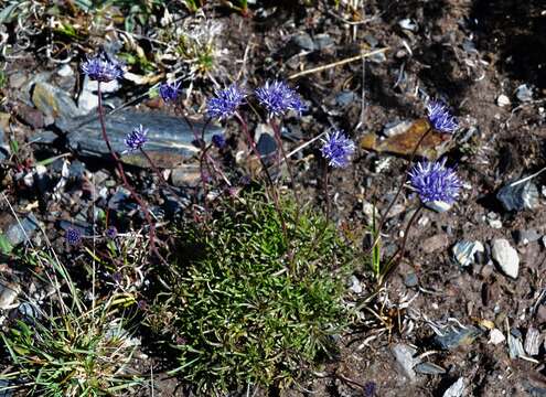 Jasione laevis subsp. carpetana (Boiss. & Reut.) Rivas Mart.的圖片