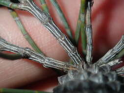 Image of Allocasuarina campestris (Diels) L. Johnson