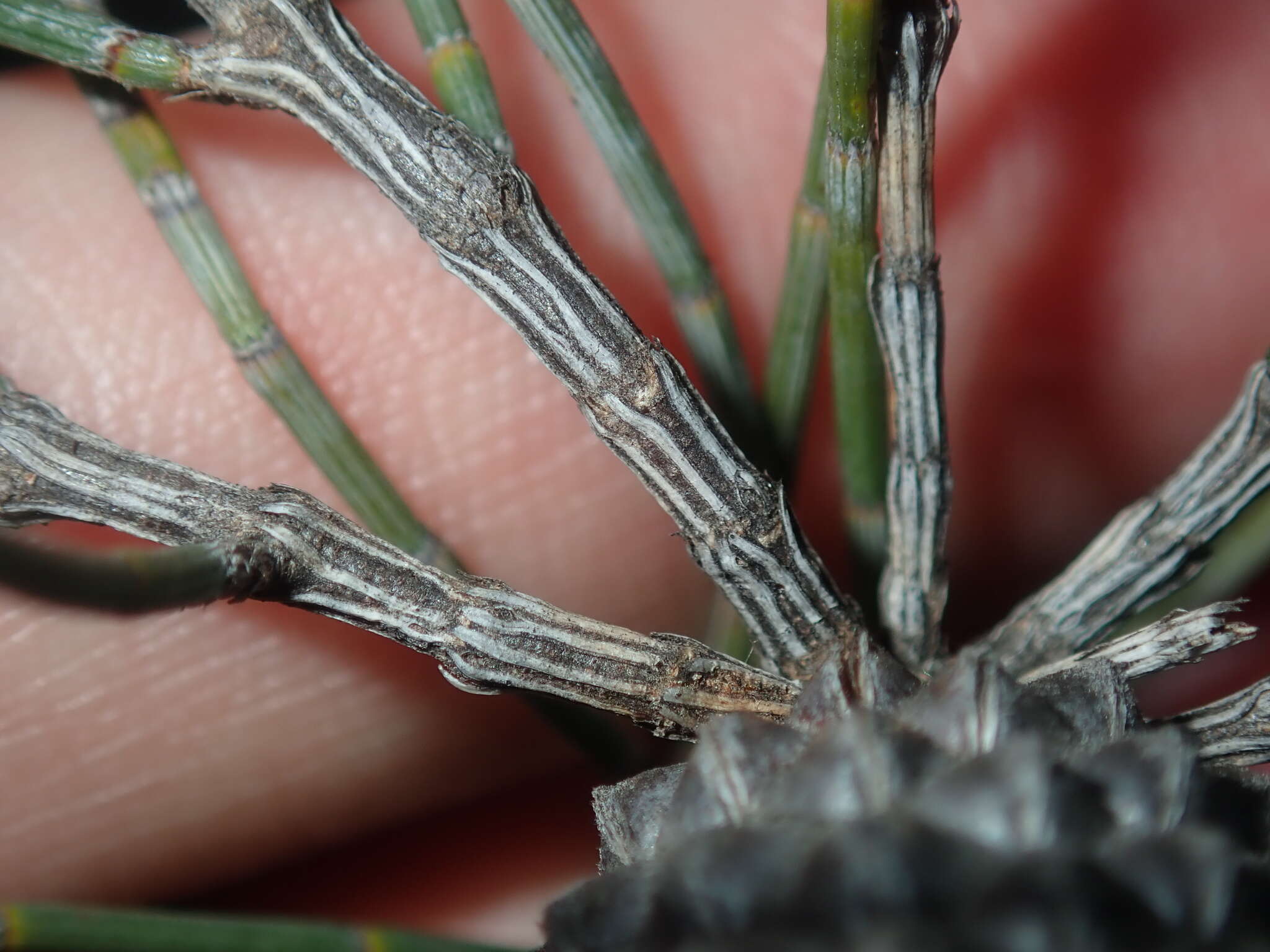 Image of Allocasuarina campestris (Diels) L. Johnson