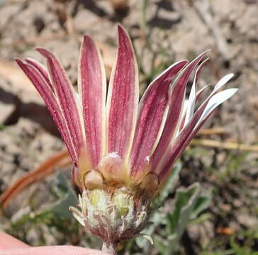 Image of Arctotis pinnatifida Thunb.