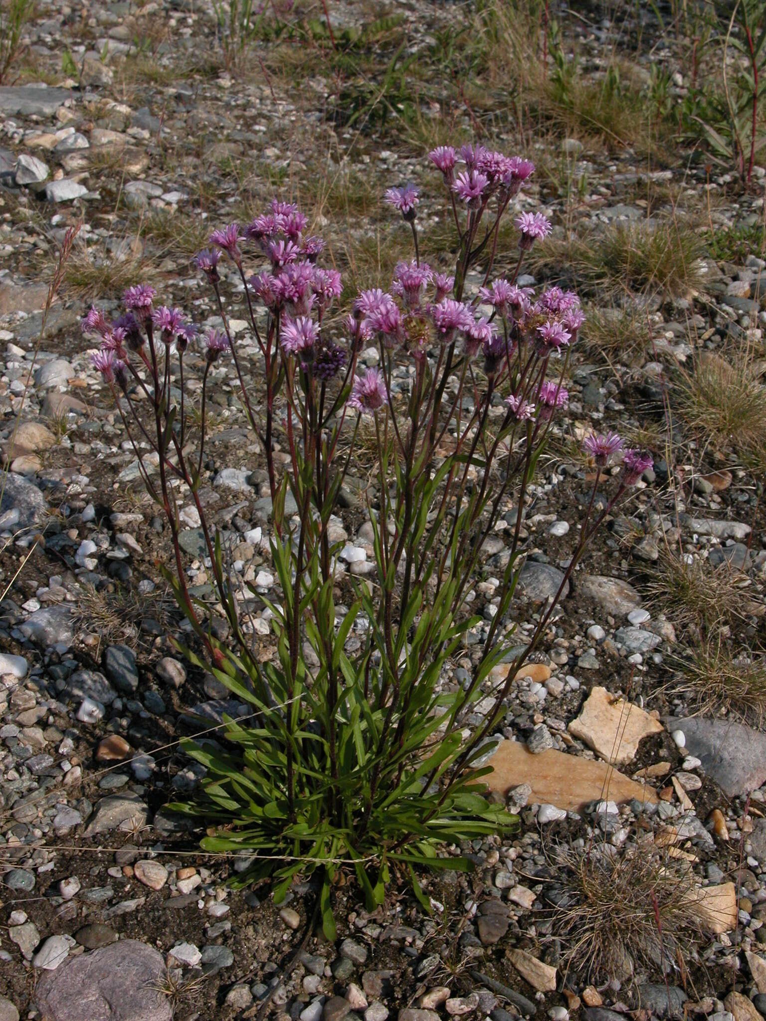 Image of Erigeron silenifolius (Turcz. ex DC.) Botsch.