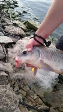 Image of Smallmouth Buffalo