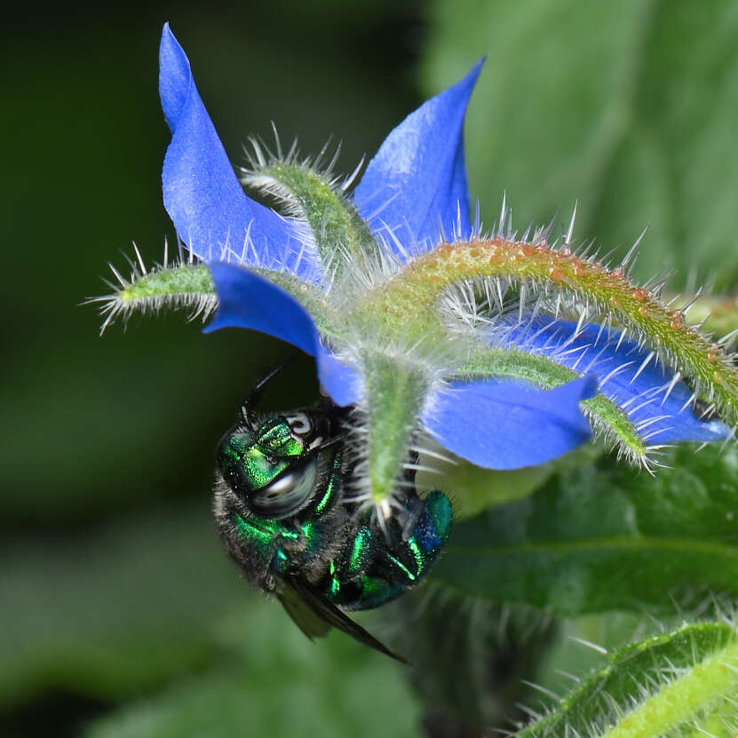 Image of Euglossa viridissima Friese 1899