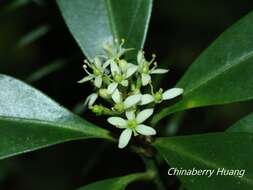 Imagem de Skimmia japonica var. orthoclada (Hayata) T. C. Ho