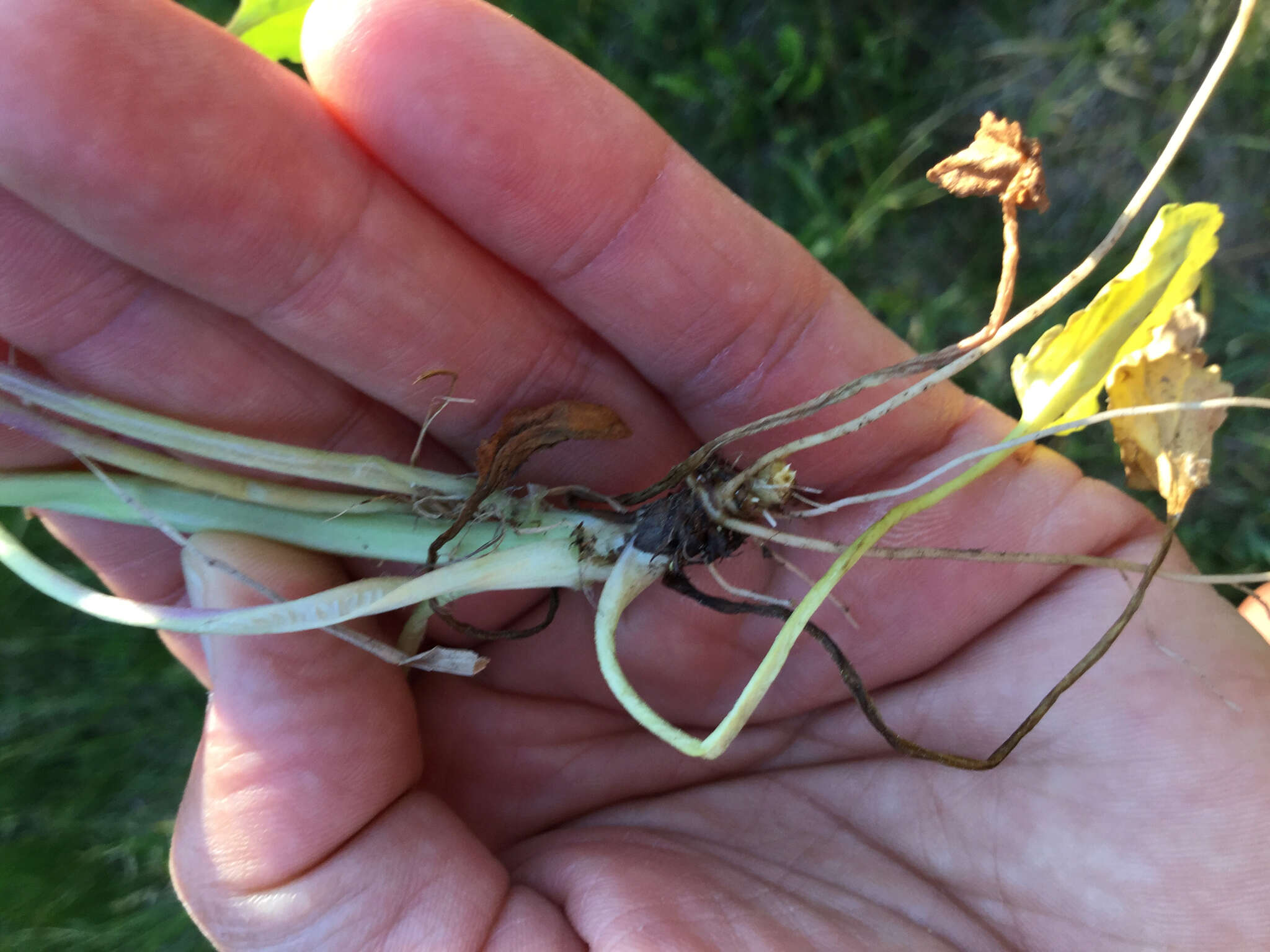 Image of Rayless Mountain Groundsel