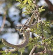 Image of Vachellia gerrardii (Benth.) P. J. H. Hurter