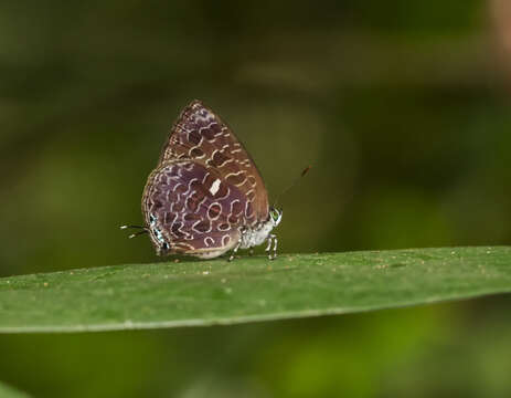 Image of Arhopala ammon (Hewitson 1862)