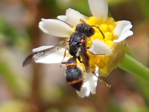 Image de Leptochilus eatoni (E. Saundas 1905)