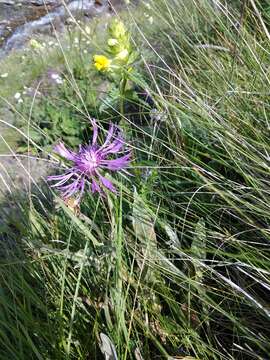 Image de Centaurea cheiranthifolia Willd.