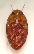 Image de Suphisellus gibbulus (Aubé 1838)