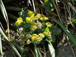 Plancia ëd Senecio banksii Hook. fil.