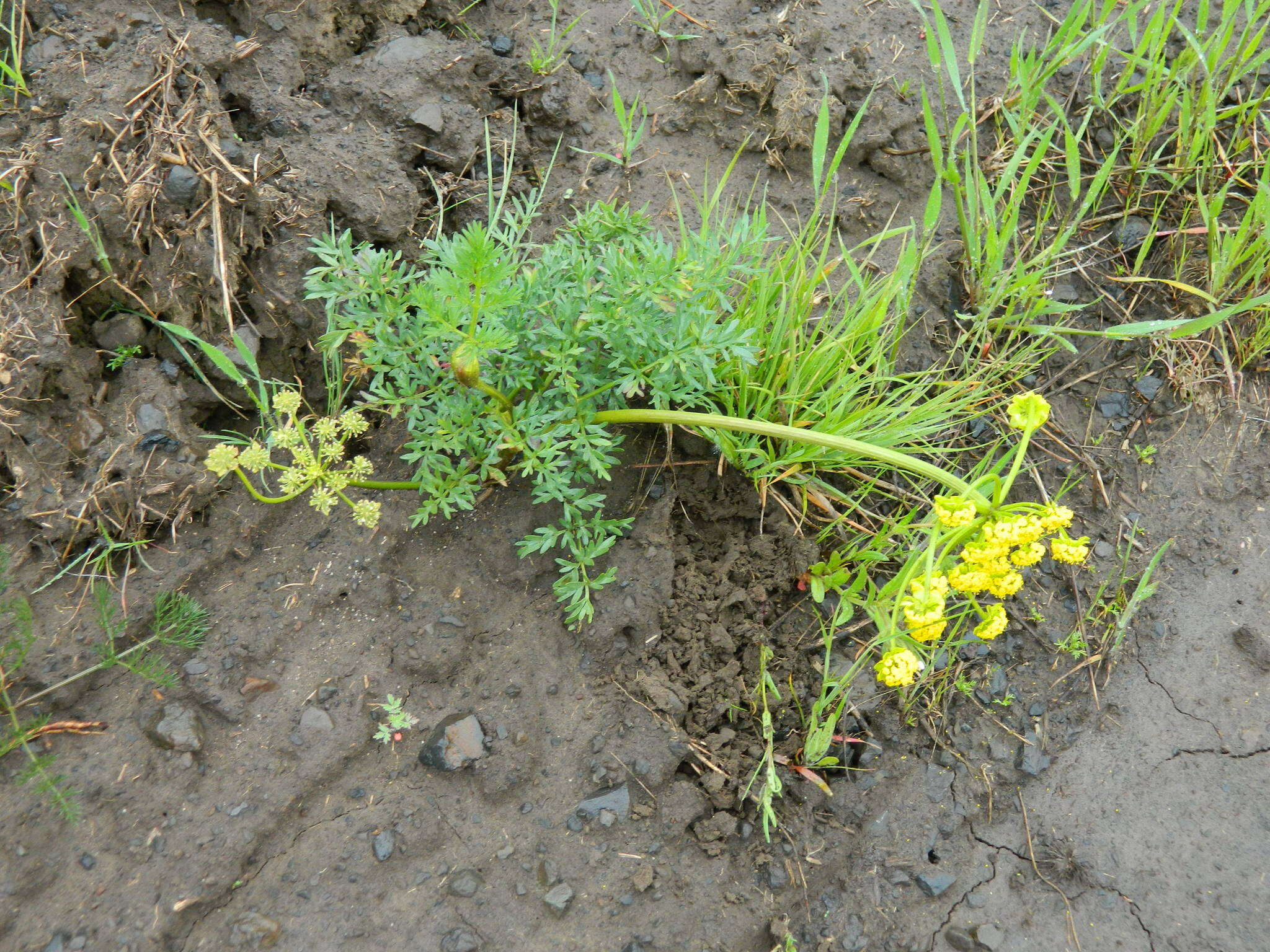 Image of cous biscuitroot