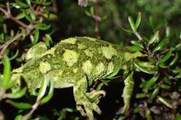 Image of Natural Tree Gecko