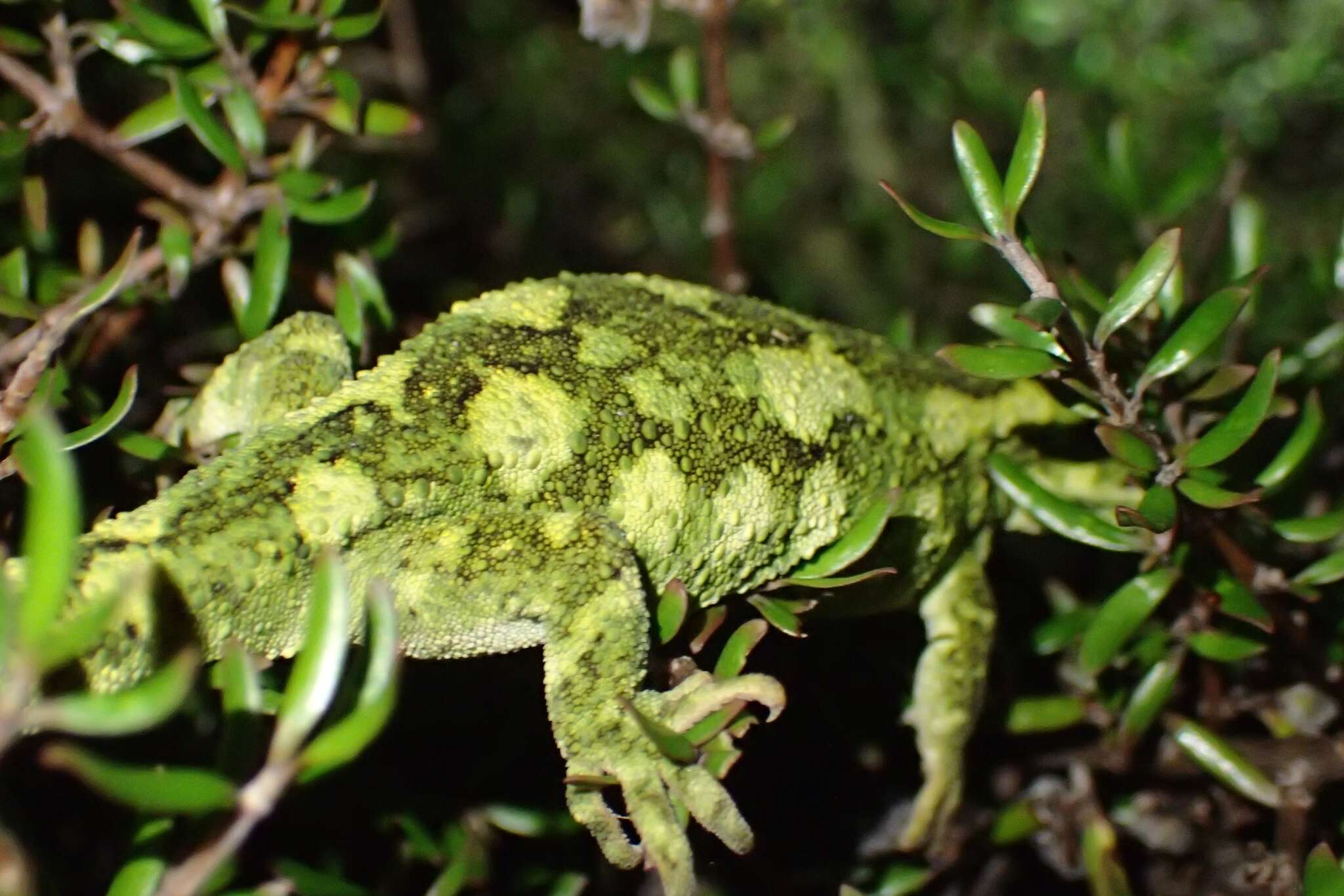 Image of Natural Tree Gecko