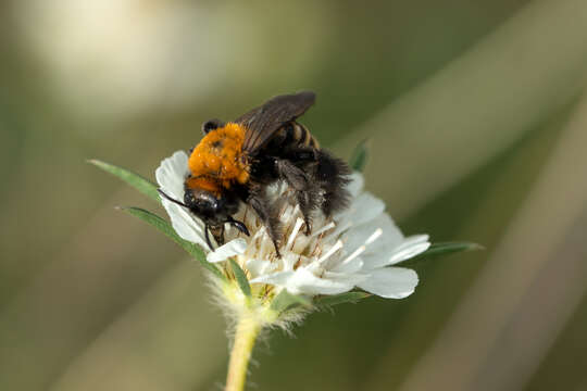 Imagem de Dasypoda braccata Eversmann 1852