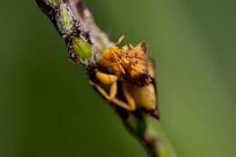 Imagem de Phymata fasciata mystica Evans 1931