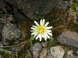 Image of Taraxacum arcticum (Trautv.) Dahlst.