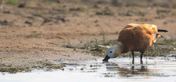 Image of Ruddy Shelduck