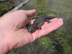 Image of Ambystoma mavortium nebulosum Hallowell 1853