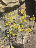 Image of Basket of Gold