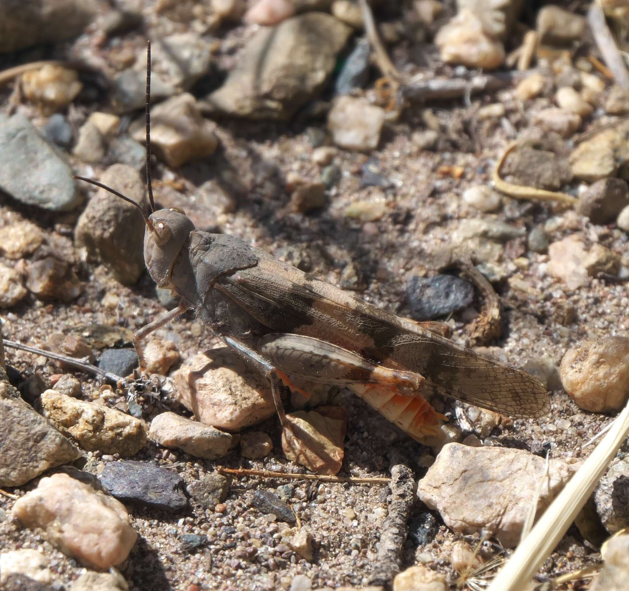 Trimerotropis melanoptera McNeill 1901 resmi