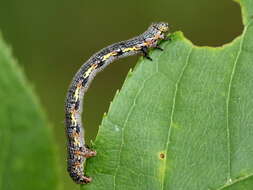 Image of Macaria exauspicata Walker 1861