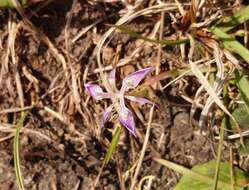 Image of Moraea simulans Baker