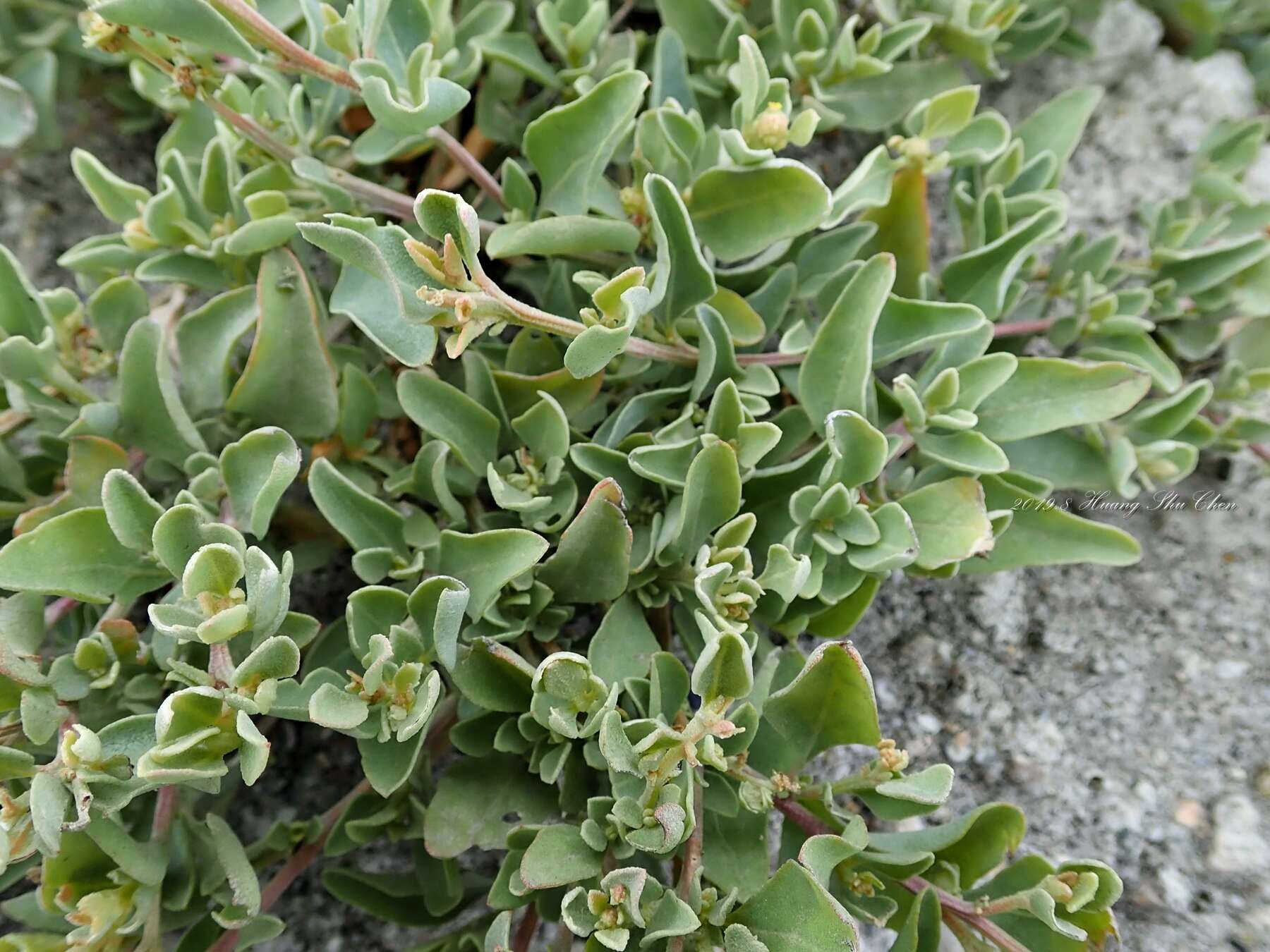 Image of Maximowicz's saltbush