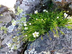 Imagem de Sabulina uralensis (Clerc) Dillenb. & Kadereit