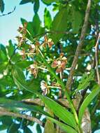 Image of Prosthechea pachysepala (Klotzsch) Chiron & V. P. Castro