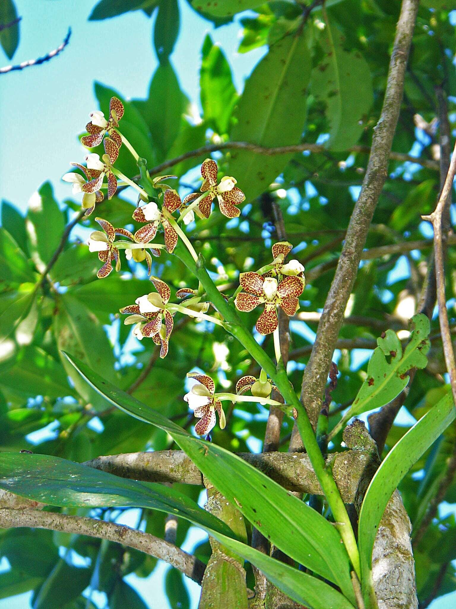 Image of Prosthechea pachysepala (Klotzsch) Chiron & V. P. Castro