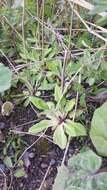 Image of Primula laurentiana Fern.