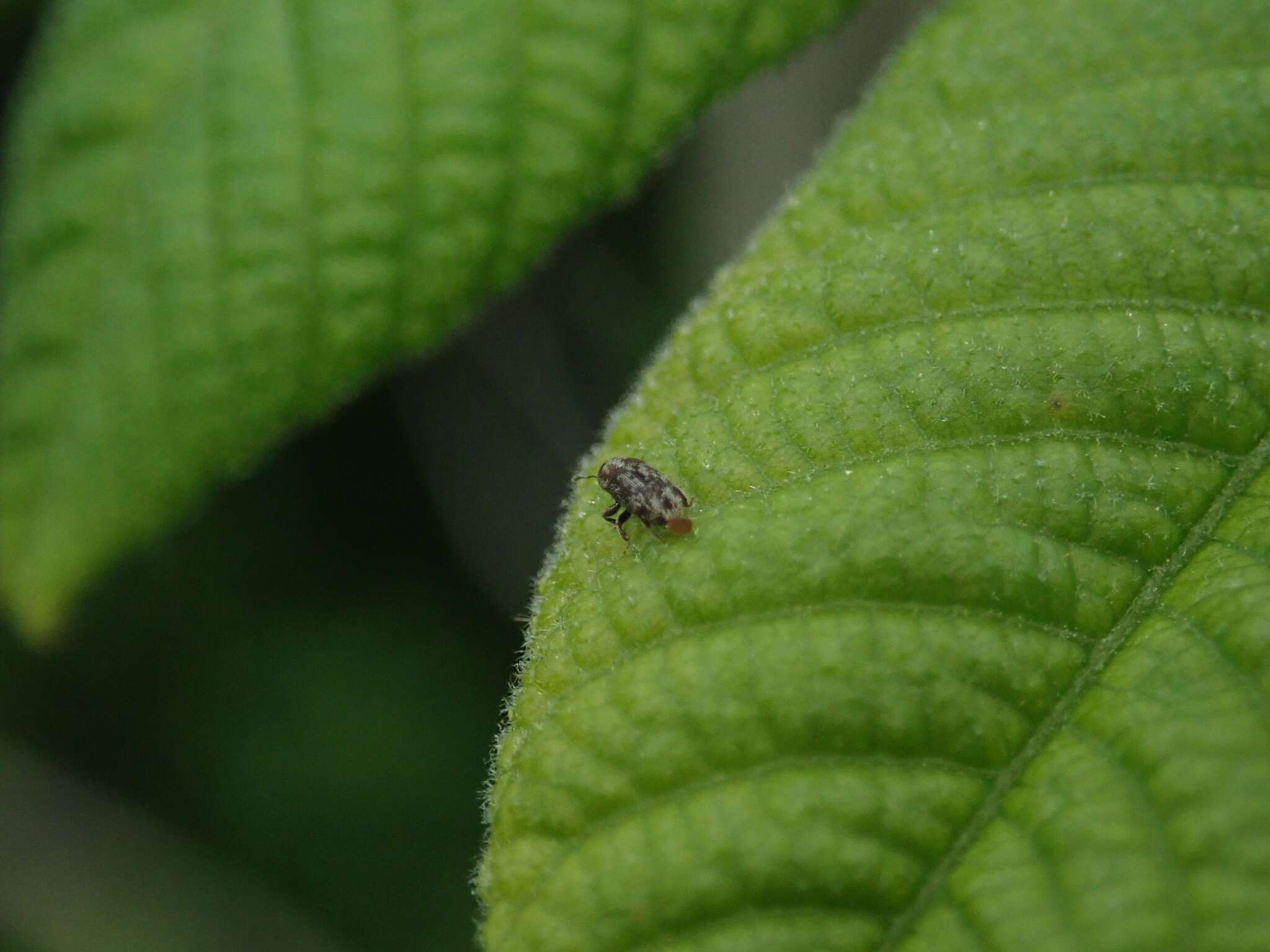 صورة Chaetoptelius mundulus Wood & Bright 1992