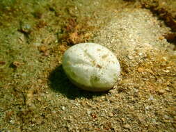 Image of Keeled Heart Urchin