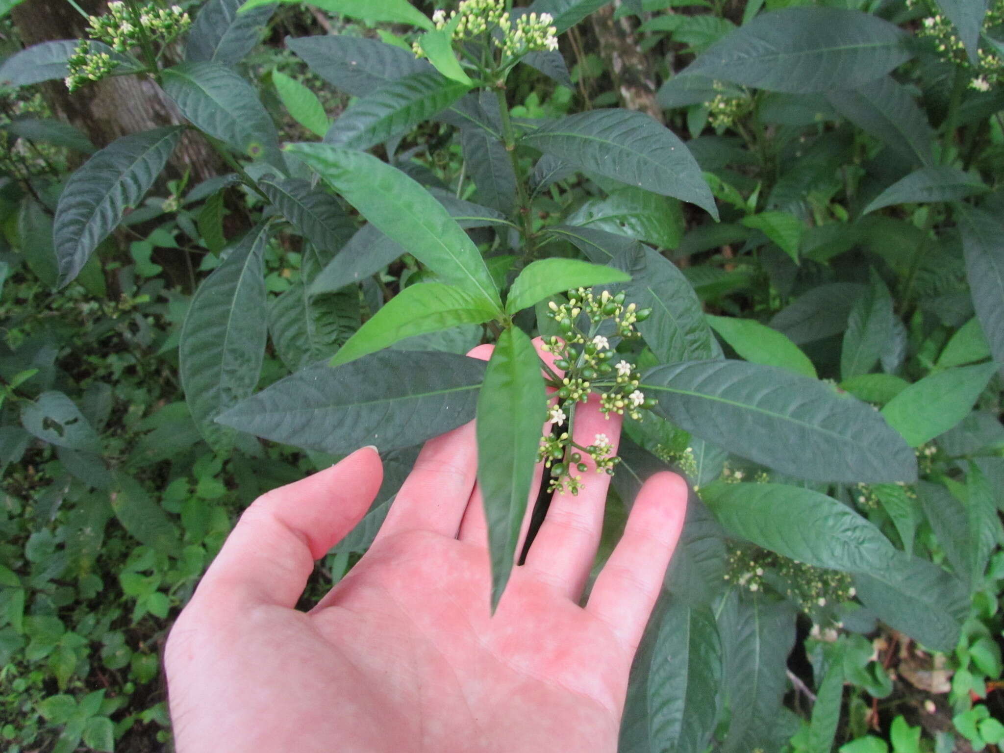 صورة Psychotria tenuifolia Sw.